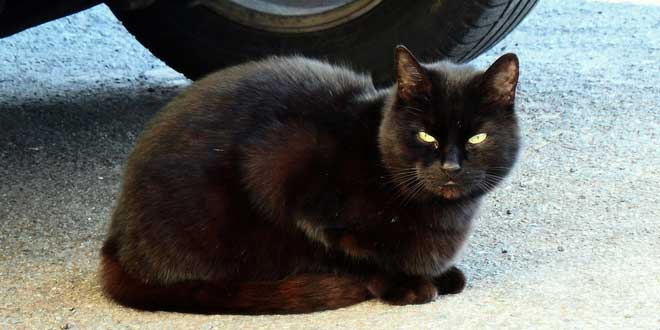 gato negro