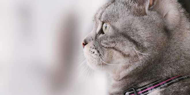 gatito